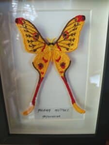 Sublime Argema Mittrei de Madagascar brodé en fil jaune, rouge et brun, avec de longues queues. Étiquette : Argema Mittrei Madagascar.