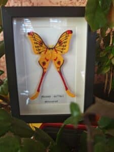 Broderie Argema Mittrei jaune et rouge, encadrée et posée parmi des plantes vertes. Légende visible : "Argema Mittrei Madagascar".