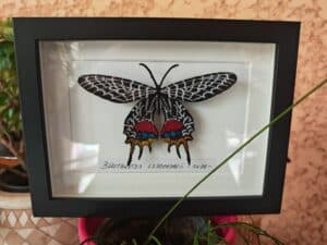 Papillon Bhutanitis lidderdalii brodé, noir et blanc avec motifs rouges et jaunes, encadré. Texte visible : "BHUTANITIS LIDDERDALII - INDE -".