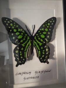 Papillon brodé en 3D, Graphium Agamemnon, noir et vert vif, présenté dans un cadre blanc. L'étiquette manuscrite mentionne "AUSTRALIE".
