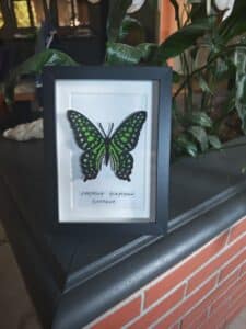 Cadre noir contenant une broderie détaillée du papillon Graphium agamemnon (vert/noir). Texte visible : GRAPHIUM AGAMEMNON AUSTRALIE.