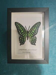 Broderie encadrée du papillon Graphium Agamemnon, noir et vert lime, sur fond blanc. Texte : AUSTRALIE. Mur texturé bleu-vert.