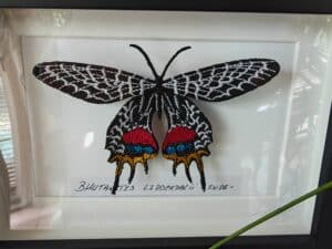 Broderie du papillon Bhutan Glory (Bhutanitis lidderdalii), noir maillé, avec marques rouge, bleu, jaune. Étiquette : BHUTANTIS LIDDERDALII INDE.