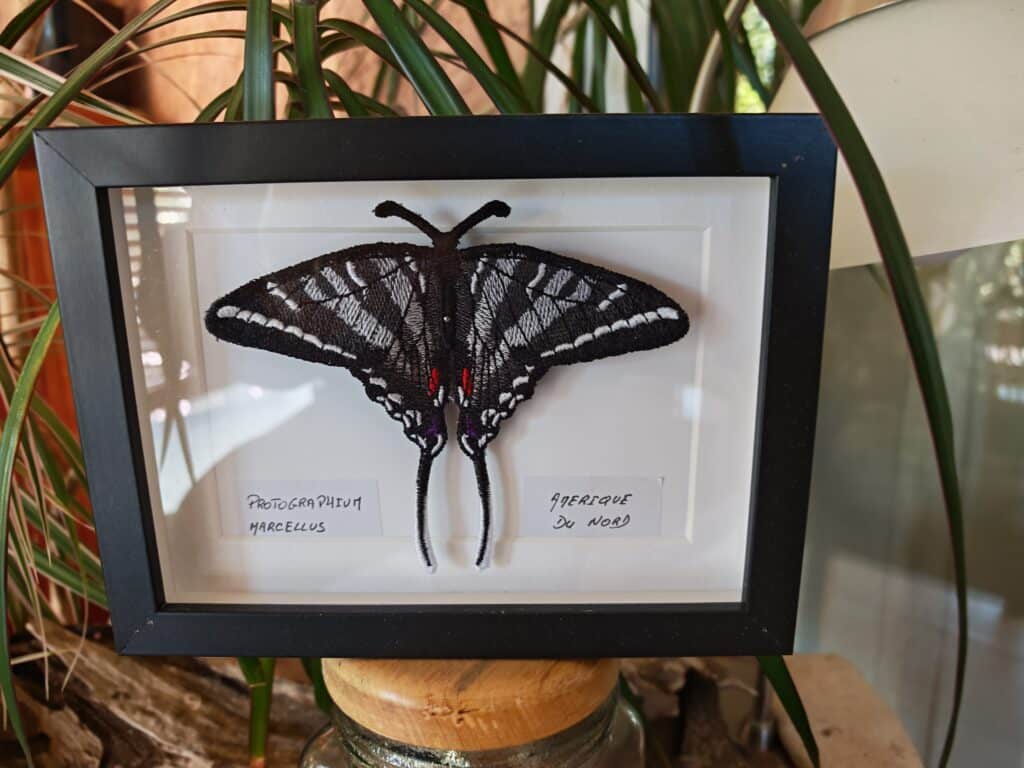 Broderie encadrée du papillon Zèbre (Protographium Marcellus) noir et blanc. Étiquette : Amérique du Nord.