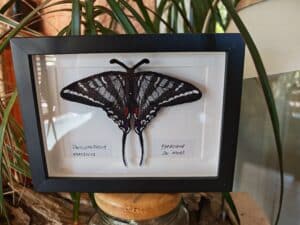 Broderie encadrée du papillon Zèbre (Protographium Marcellus) noir et blanc. Étiquette : Amérique du Nord.