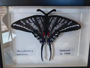 Broderie encadrée d'un grand papillon noir et blanc à longues queues. Labels : Protographium Marcellus, Amerique Du Nord.
