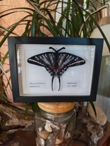 Papillon Protographium Marcellus noir et blanc (artisanat) encadré. Étiquettes lisibles: «AMERIQUE DU NORD». Cadre posé sur jarre de coquillages.